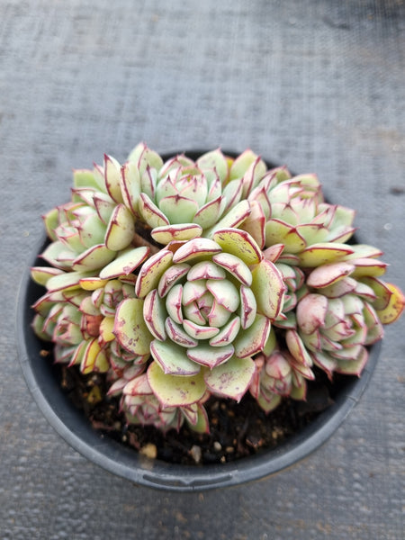 *GLGhybrid(2-18) Echeveria Ballsii Hybrid 灰姑娘杂