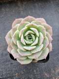 Echeveria Sarang 爱神