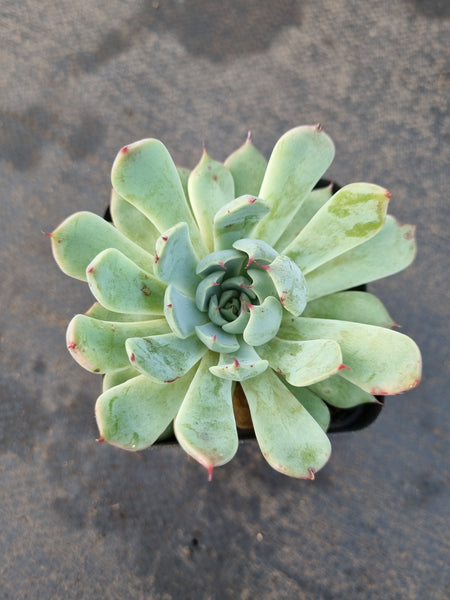 *GLGhybrid(1-1216) Echeveria cuspidata var. Zaragozae hybrid 黑爪杂