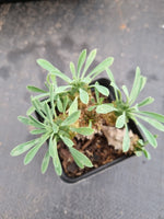 Euphorbia Japonica 'Pineapple Head'