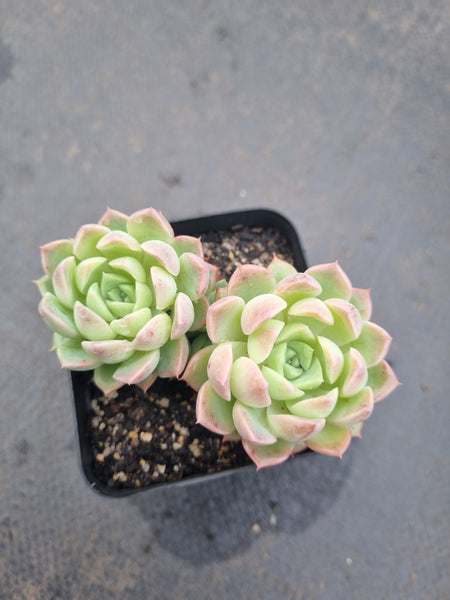 *GLGhybrid(1-1343) Echeveria Bradburiana hybrid 火焰杯杂