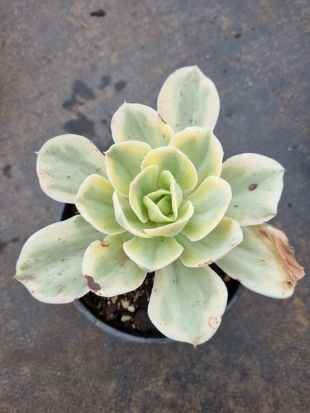 11cm pot Echeveria Japan moon river (variegated) 月亮河锦11cm盆