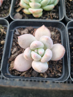 *GLGhybrid(1-913) Special hybrid pack of 4
