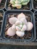 *GLGhybrid(1-913) Special hybrid pack of 4