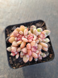 Echeveria Jelly Jam 回声