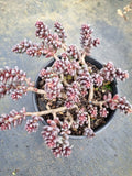 11cm pot Sedum furfuraceum 群毛豆
