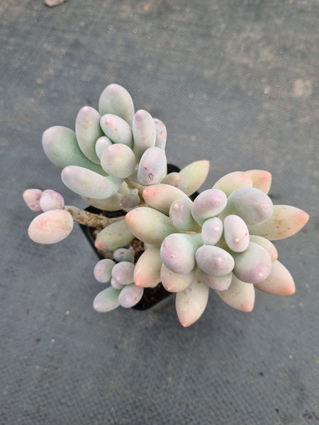 *GLGhybrid(1-935) Pachyphytum hybrid 厚叶草属杂