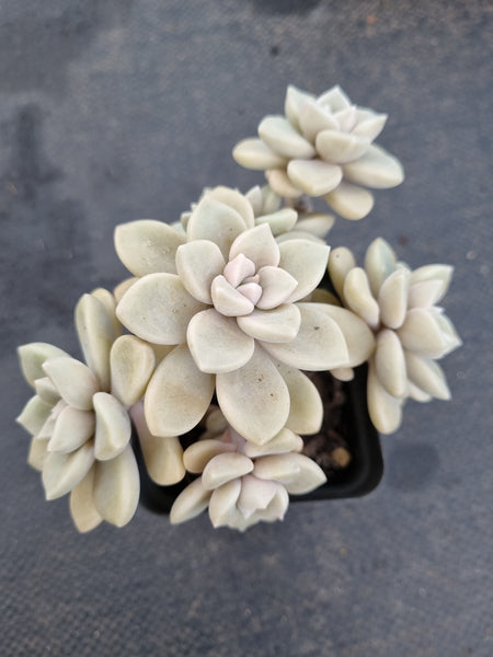 *GLGhybrid(1-1167) Graptopetalum Mendozae X Superbum 丸姬杂华丽风车