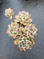 Echeveria Arze 璀璨