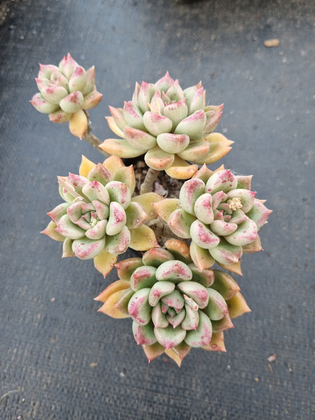 Echeveria Arze 璀璨