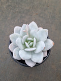 Echeveria Laui 雪莲