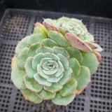 *GLGhybrid(1-185) Echeveria Laulensis hybrid 劳伦斯杂