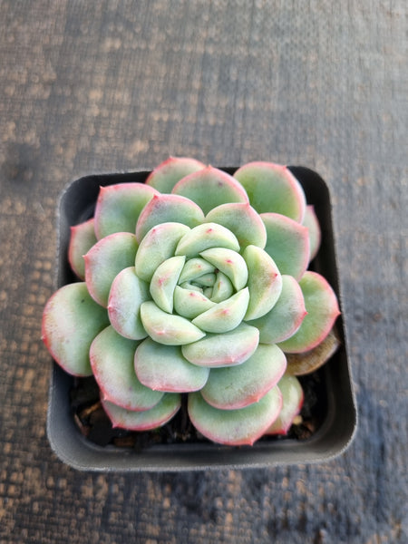 Echeveria 'Selena' 雪花