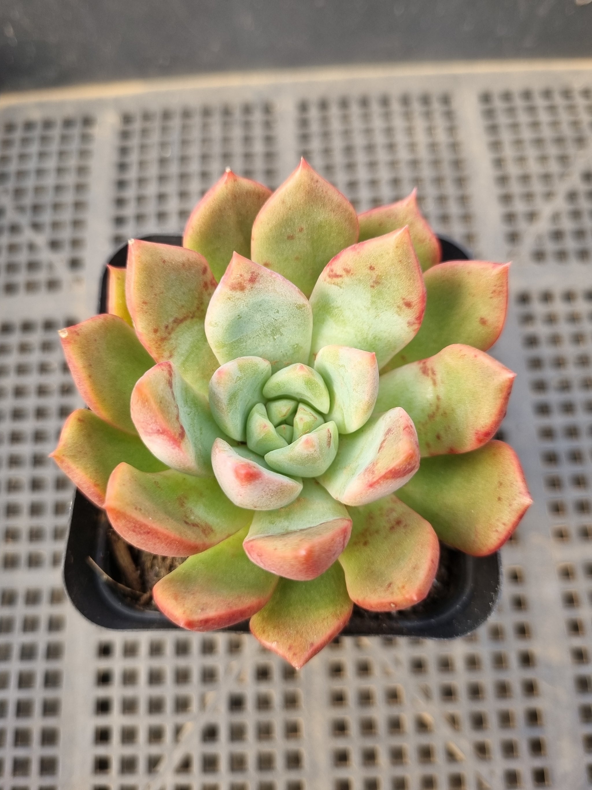 Echeveria 石莲花属– Page 8 – Greenland Garden