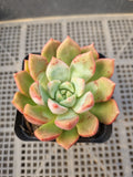 Echeveria Sp 勿忘我