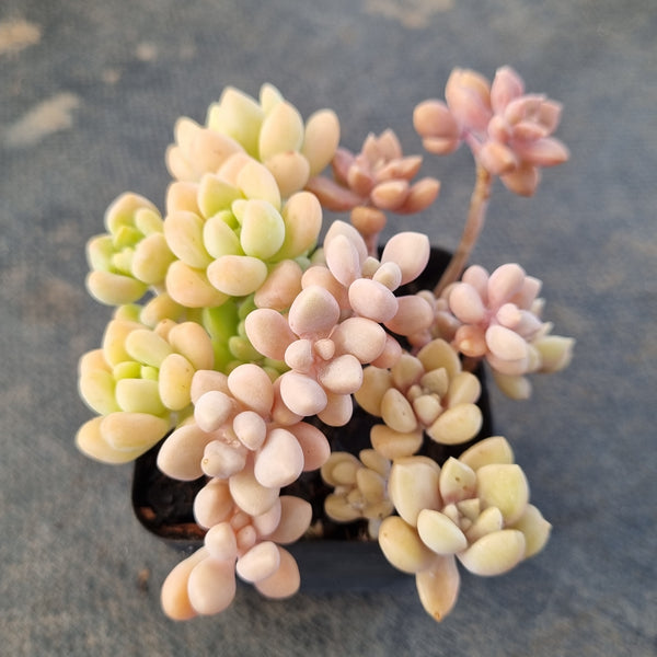 *GLGhybrid(1-1658) Assorted Succulents