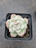Echeveria Rumengling 如梦令