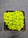 Sedum 'Tokyo Sun' 黄金万年草
