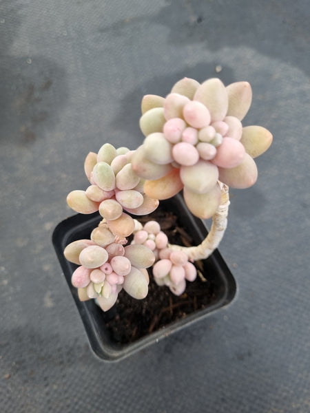 *GLGhybrid(1-1154) Graptopetalum Mendozae X Baby Finger 丸姬杂婴儿手指