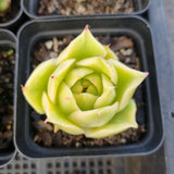 *GLGhybrid(1-1687) Special hybrid pack of 4