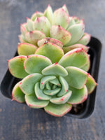 *GLGhybrid(1-1290)Echeveria Laulensis hybrid 劳伦斯杂