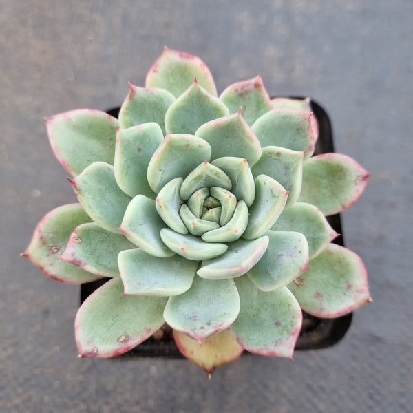 *GLGhybrid(1-1628) Echeveria hybrid