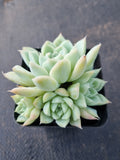 *GLGhybrid(1-371) Echeveria Elegans 'Alba' hybrid 白月影杂