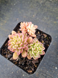 Sedum Joyce Tulloch variegated 塔洛克锦