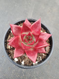Echeveria Romeo Rubin 罗宾