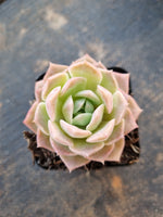 Echeveria Sarang 爱神