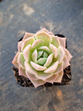 Echeveria Sarang 爱神