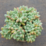 *GLGhybrid(2-94) Pachyveria Elaine × Sedeveria Blue Elf 香水精灵
