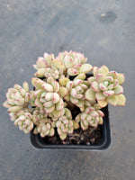 *GLGhybrid(1-1044) Graptopetalum Mendozae hybrid 丸姬杂