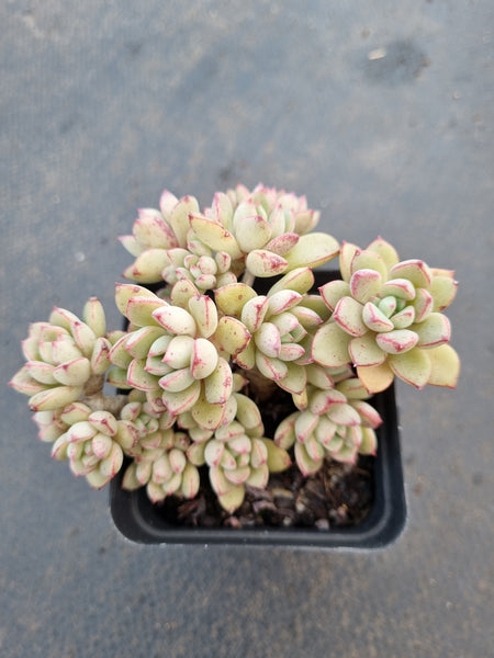 *GLGhybrid(1-1044) Graptopetalum Mendozae hybrid 丸姬杂