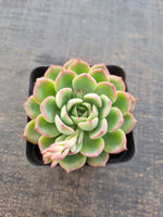 *GLGhybrid(1-836) Echeveria Hyalina hybrid 海琳娜杂