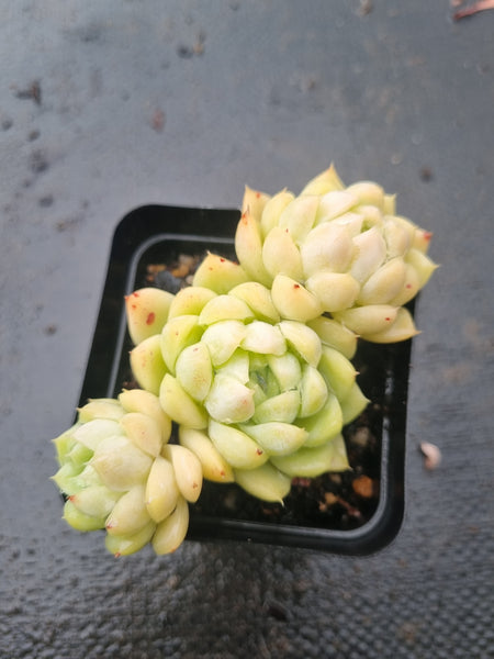 *GLGhybrid(1-1435) Echeveria Elegans 'Alba' hybrid 白月影杂