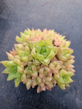 Haworthia Xantha gold multi heads 黄金凝脂菊