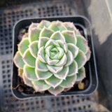Echeveria Icy Beauty 冰美人