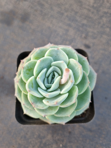 *GLGhybrid(1-1236) Echeveria Hyalina hybrid 海琳娜杂