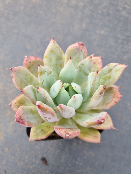 *GLGhybrid(1-1546) Echeveria Mexican Giant hybrid 巨人杂