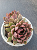 *GLGhybrid(2-377) Echeveria Puebla hybrid 普埃布拉杂