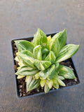 Haworthia Cuspidata Variegata