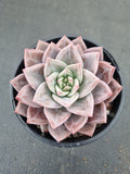 Echeveria Purple Champaign 紫香槟