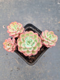 Echeveria sp. (Red Edge) 不知名红边