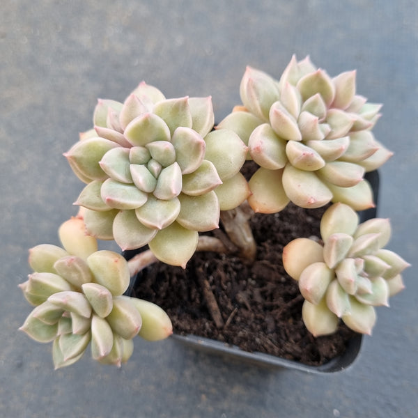 *GLGhybrid(1-1637) Graptopetalum Mendozae hybrid 丸姬杂