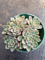 *GLGhybrid(2-272) Echeveria Ballsii Hybrid 灰姑娘杂