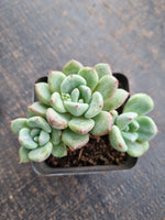 *GLGhybrid(1-734) Pachyveria Elaine hybrid 香水杂