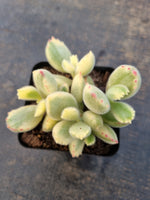 Cotelydon Tomentosa variegated - white form 白熊