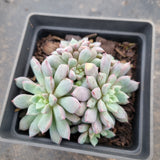 Echeveria Subcorymbosa Lau 030  蓝宝石
