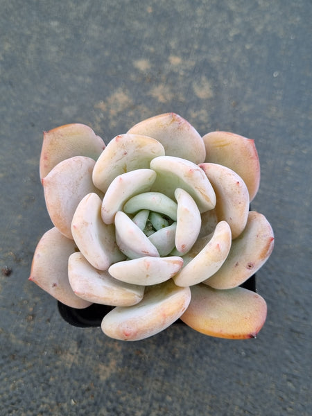 Echeveria 'Sang-A' 嫦娥